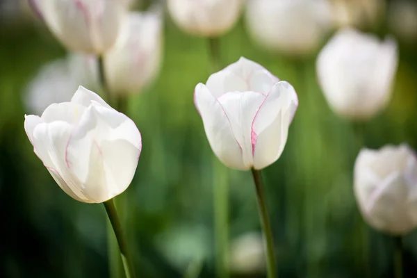 Bellissimi fiori di tulipano in fiore — Foto Stock