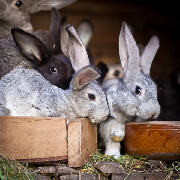 Молодые кролики выпрыгивают из буфета — стоковое фото