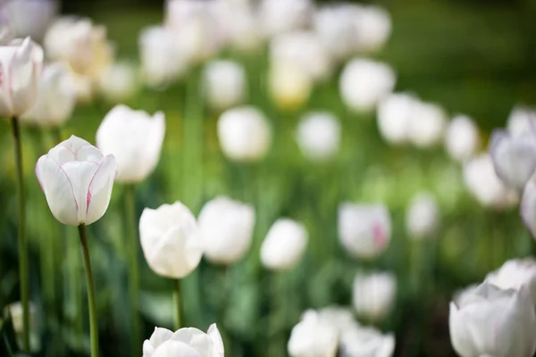 Bellissimi fiori di tulipano in fiore — Foto Stock