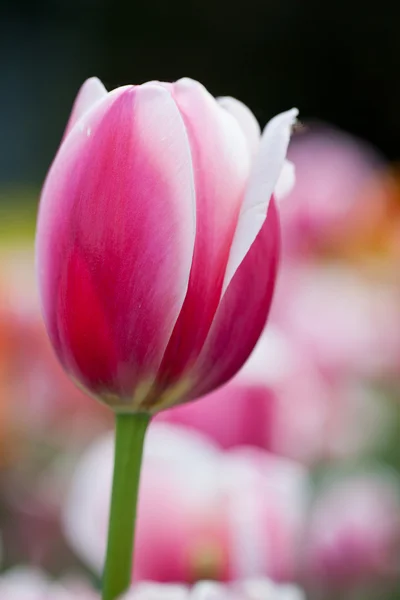 Όμορφα άνθηση λουλούδια τουλίπα — Φωτογραφία Αρχείου