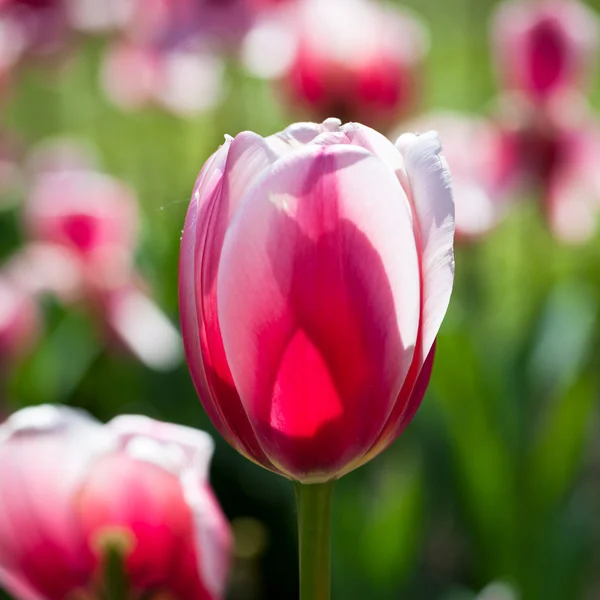 Lindas flores de tulipa florescentes — Fotografia de Stock