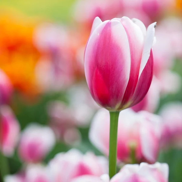 아름 다운 꽃을 피우는 튤립 꽃 — 스톡 사진
