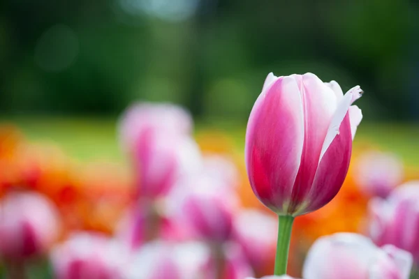 Beautiful blossoming tulip flowers — Stock Photo, Image