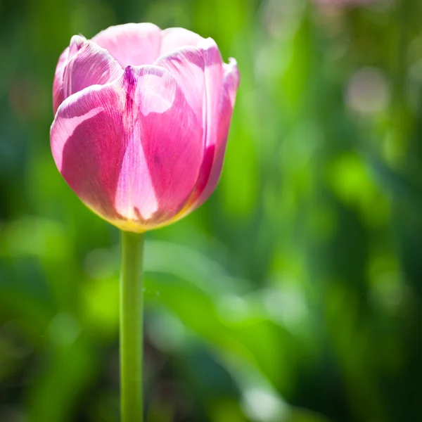 Beautiful blossoming tulip flowers — Stock Photo, Image