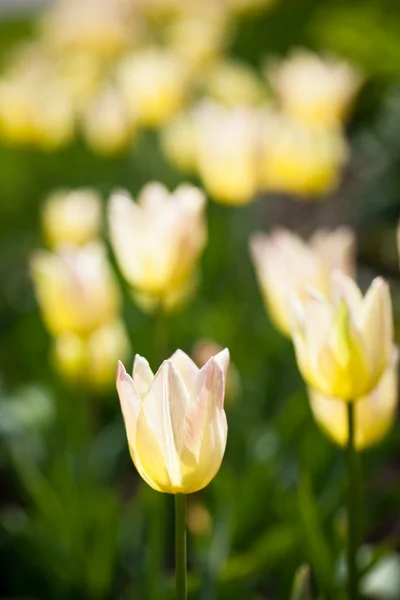 Красивые цветущие цветы тюльпана — стоковое фото