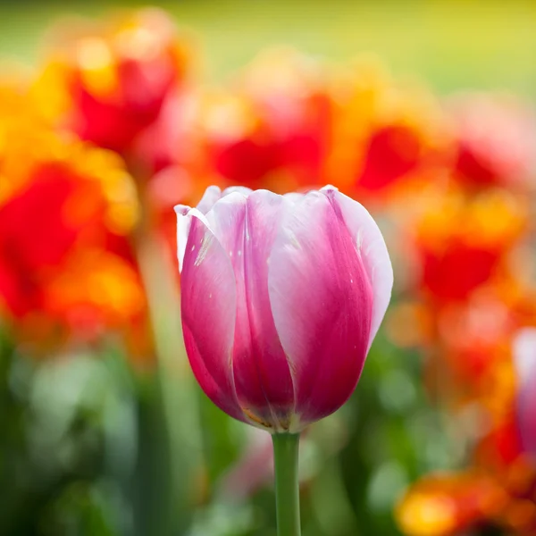 Vackra blommande tulpan blommor — Stockfoto