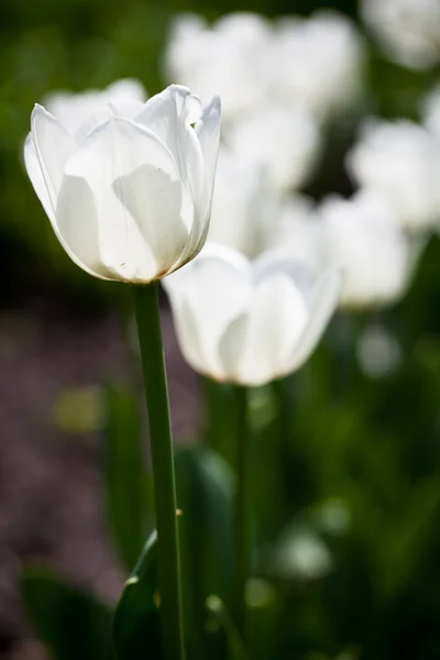 Belles fleurs de tulipes en fleurs — Photo