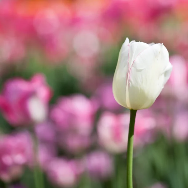 아름 다운 꽃을 피우는 튤립 꽃 — 스톡 사진