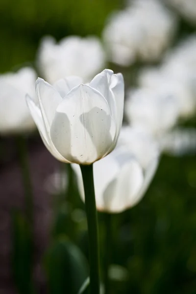 Schön blühende Tulpenblumen — Stockfoto
