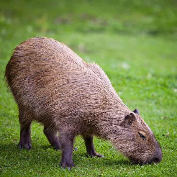 Capibara taze yeşil çimenlerin üzerinde otlatma — Stok fotoğraf
