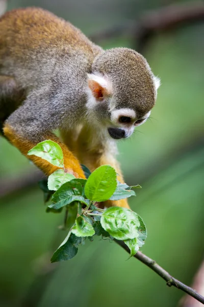 Κοντινό πλάνο του μια κοινή μαϊμού σκίουρος — Φωτογραφία Αρχείου