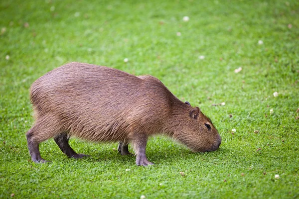 Kapibara wypas na świeżą trawa zielony — Zdjęcie stockowe