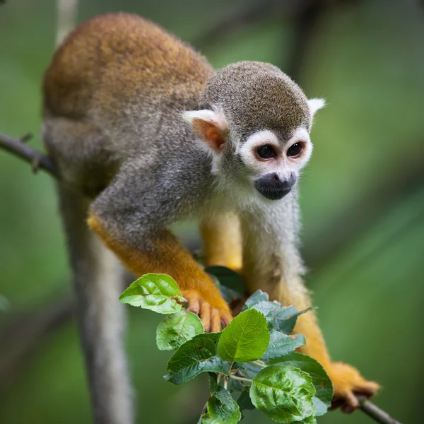 Close-up van een gemeenschappelijk eekhoorn aap — Stockfoto