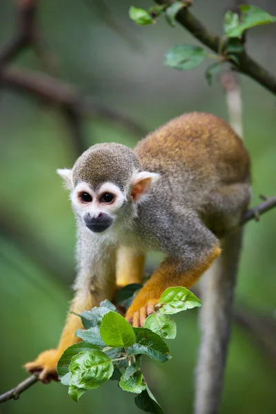 Close-up of a Common Squirrel Monkey — Stock Photo, Image