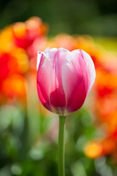 Hermosas flores de tulipán en flor — Foto de Stock