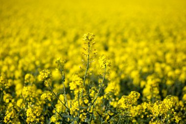 Kolza (Brassica rapa)