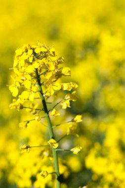 Kolza (Brassica rapa)