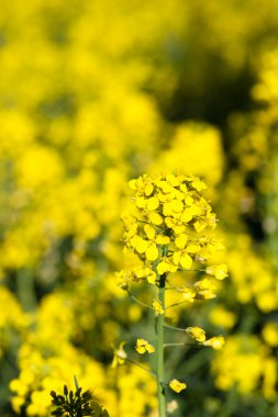 Kolza (Brassica rapa)