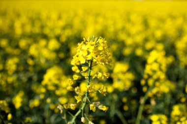 Kolza (Brassica rapa)