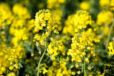 Kolza (Brassica rapa)