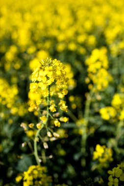 Kolza (Brassica rapa)