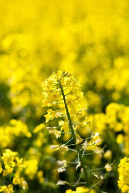 Kolza (Brassica rapa)