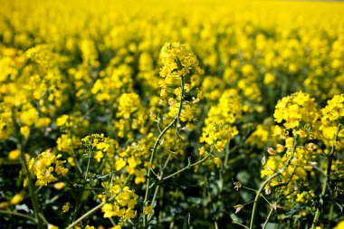 Kolza (Brassica rapa)