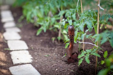 Sağlığınla organik/biyo/permakültür Bahçe
