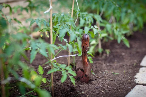 Sağlığınla organik/biyo/permakültür Bahçe — Stok fotoğraf