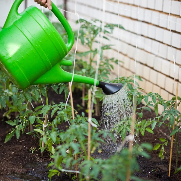 Ittle organik / bio / permakultur kebun — Stok Foto