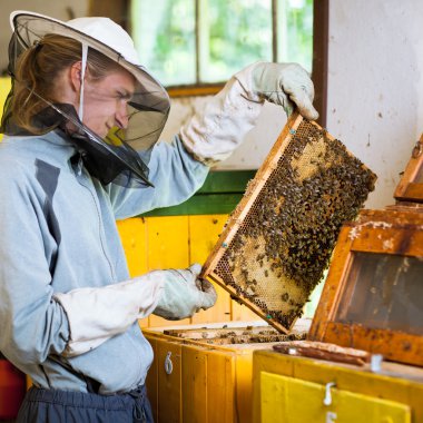 Beekeeper working in an apiary holding a frame of honeycomb clipart