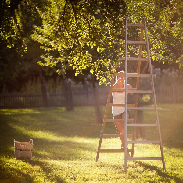 Молода жінка на драбині збирає яблука з яблуні — стокове фото