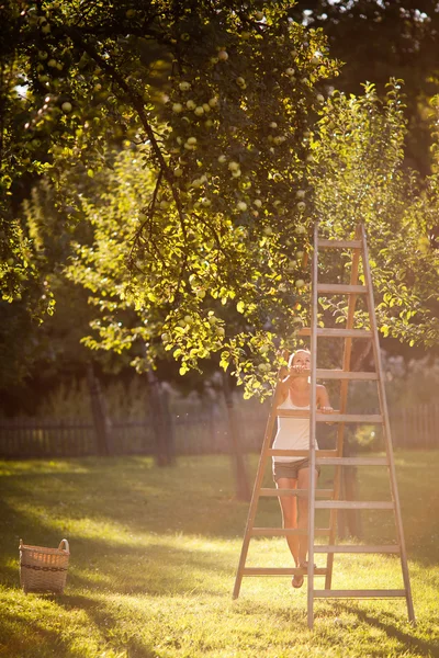 Ung kvinna upp på en stege plocka äpplen från ett äppelträd — Stockfoto