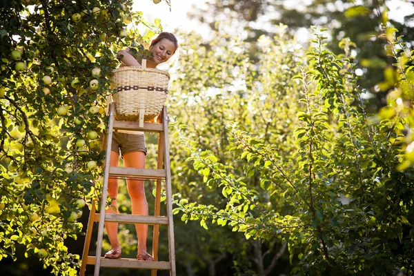 Ung kvinna upp på en stege plocka äpplen från ett äppelträd — Stockfoto