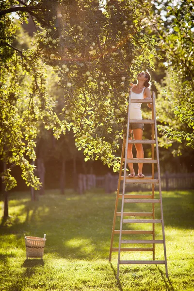 Νεαρή γυναίκα επάνω σε μια σκάλα, να πάρει τα μήλα από μια Μηλιά — Φωτογραφία Αρχείου