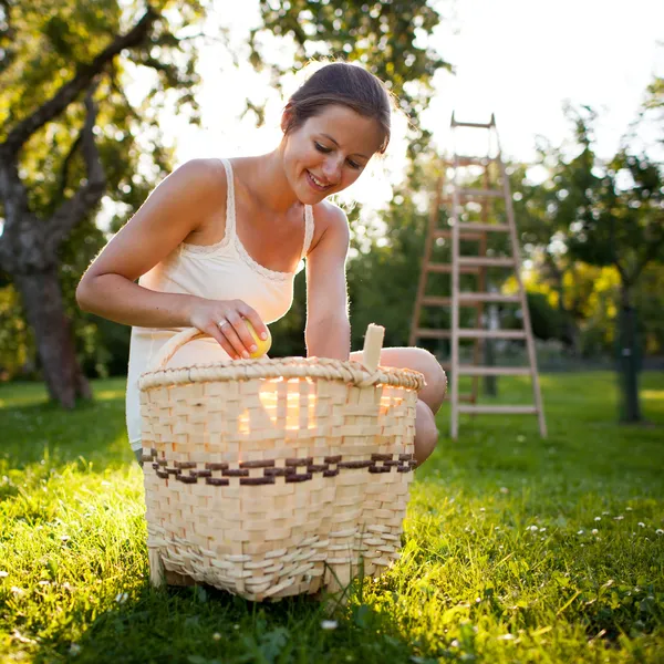 Young woman collecting apples in an orchard — Stockfoto