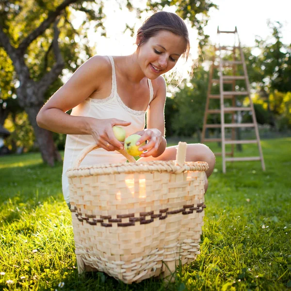 Mladá žena sběr jablek v sadu — Stock fotografie