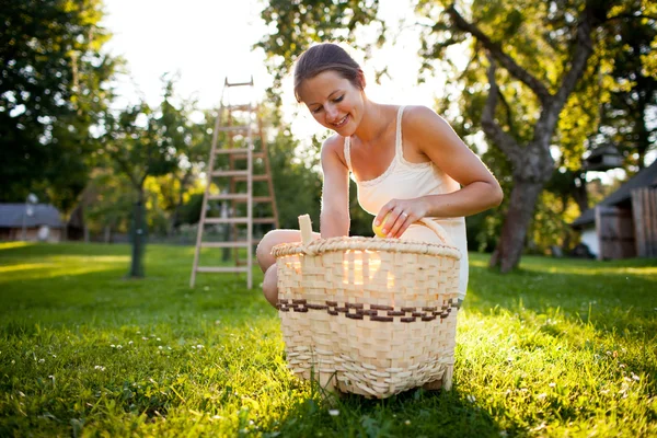 Молода жінка збирає яблука в саду — стокове фото