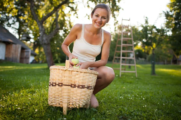 Young woman collecting apples in an orchard — Stockfoto