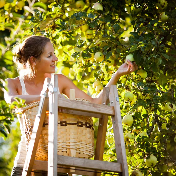 Mujer joven en una escalera recogiendo manzanas de un manzano — Foto de Stock