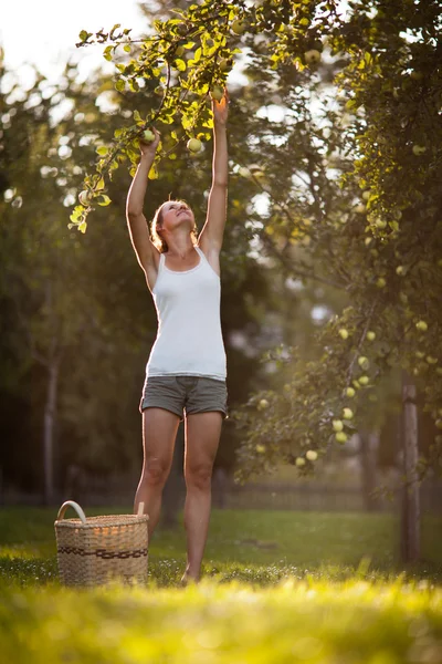 Jonge vrouw plukken appels uit een appelboom — Stockfoto