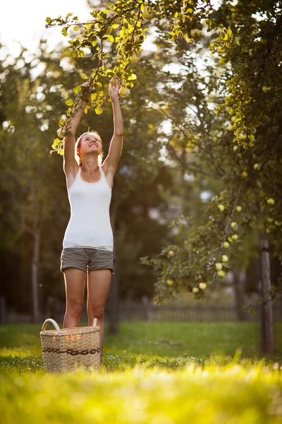 Mladá žena sbíral jablka z jabloně — Stock fotografie