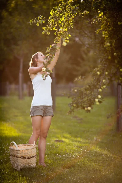 Молода жінка збирає яблука з яблуні — стокове фото