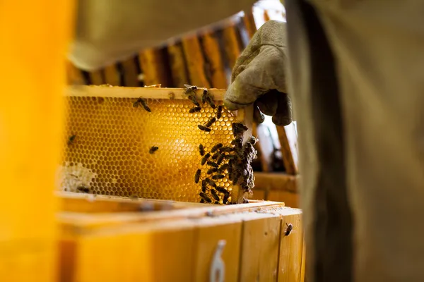 Biodlare som arbetar i en bikupa som innehar en ram av honeycomb — Stockfoto