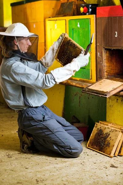 Apiculteur par un rucher observant attentivement ses abeilles — Photo