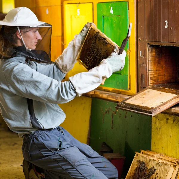 Imker door een bijenteelt observeren zorgvuldig zijn bijen — Stockfoto