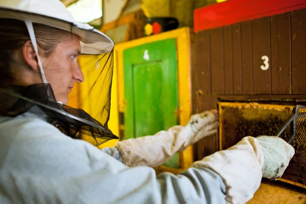 Apicultor por um apiário observando cuidadosamente suas abelhas — Fotografia de Stock