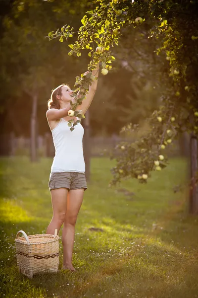 Jonge vrouw plukken appels uit een appelboom — Stockfoto
