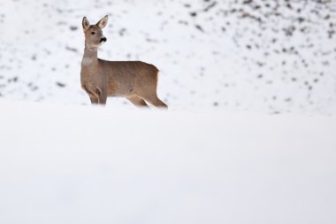 Roebuck (capreolus capreolus) kışın