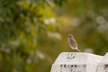 Black Redstart (Phoenicurus ochruros) clipart